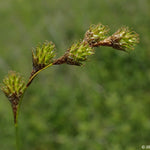 Load image into Gallery viewer, Narrow-leaved Oval Sedge (Carex tenera)
