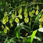 Load image into Gallery viewer, River Oats (Chasmanthium latifolium)
