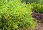 Load image into Gallery viewer, River Oats (Chasmanthium latifolium)
