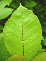 Load image into Gallery viewer, Chokecherry (Prunus virginiana)
