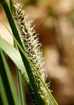 Load image into Gallery viewer, Common Lake Sedge (Carex lacustris)
