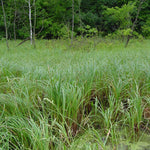 Load image into Gallery viewer, Common Lake Sedge (Carex lacustris)
