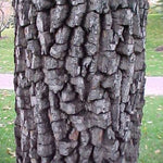 Load image into Gallery viewer, Common Persimmon (Diospyros virginiana) 3 Gallon
