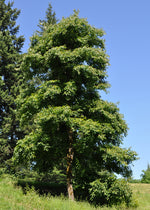 Load image into Gallery viewer, Common Persimmon (Diospyros virginiana) 3 Gallon
