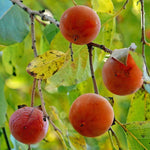 Load image into Gallery viewer, Common Persimmon (Diospyros virginiana) 3 Gallon
