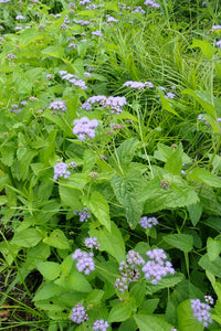 Mistflower (Conoclineum coelestinum)