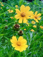 Load image into Gallery viewer, Sun Garden Kit: Pocket Prairie!
