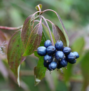 Silky Dogwood (Cornus amomum subsp. obliqua)