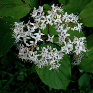 Silky Dogwood (Cornus amomum subsp. obliqua)