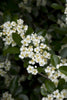 Cockspur Hawthorn (Crataegus crus-galli) 3 Gallon