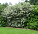 Load image into Gallery viewer, Cockspur Hawthorn (Crataegus crus-galli) 3 Gallon
