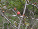 Load image into Gallery viewer, Cockspur Hawthorn (Crataegus crus-galli) 3 Gallon
