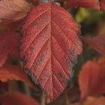 Load image into Gallery viewer, Downy Hawthorn (Crataegus mollis)
