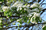 Load image into Gallery viewer, Downy Hawthorn (Crataegus mollis)
