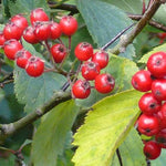Load image into Gallery viewer, Downy Hawthorn (Crataegus mollis)

