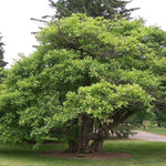 Load image into Gallery viewer, Downy Hawthorn (Crataegus mollis)

