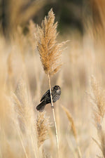 Load image into Gallery viewer, Steve Diogo "Blackbird" Photography, 8" x 12"

