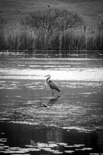 Load image into Gallery viewer, Steve Diogo "Still" Photography, 8" x 12"
