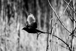 Load image into Gallery viewer, Steve Diogo "Launch" Photography, 8" x 12"
