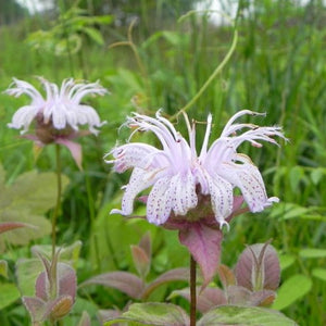 Eastern Bee Balm (Monarda bradburiana)