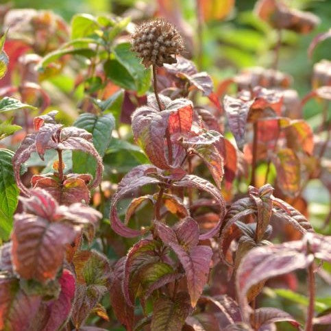Eastern Bee Balm (Monarda bradburiana)