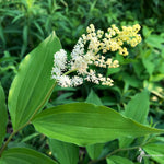 Load image into Gallery viewer, Feathery False Solomon&#39;s Seal (Smilacina racemosa)
