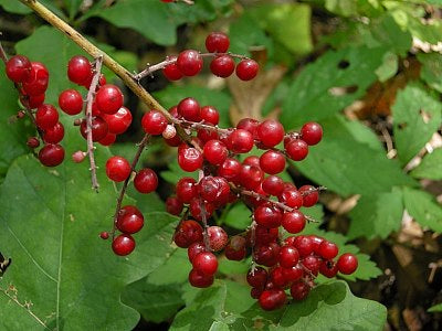Feathery False Solomon's Seal (Smilacina racemosa)