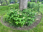 Load image into Gallery viewer, Feathery False Solomon&#39;s Seal (Smilacina racemosa)
