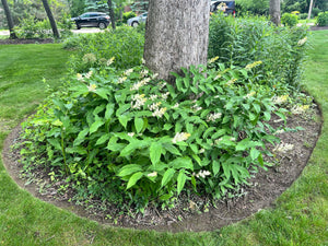 Feathery False Solomon's Seal (Smilacina racemosa)