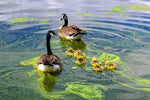Load image into Gallery viewer, Gerard Bauer "Family Outing" Photography, 16" x 24"

