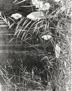 Load image into Gallery viewer, Wendy Hadden "The Hollows" Photography, 8" x 10"

