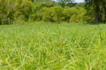 Load image into Gallery viewer, Hairy-fruited Sedge (Carex trichocarpa)
