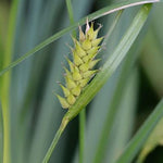 Load image into Gallery viewer, Hairy-fruited Sedge (Carex trichocarpa)
