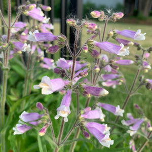 Hairy beardtongue (Penstemon hirsutus)