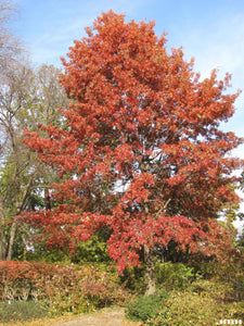 Hill's Oak (Quercus ellipsoidalis)