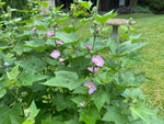 Load image into Gallery viewer, Kankakee Mallow (Iliamna remota)
