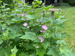 Kankakee Mallow (Iliamna remota)