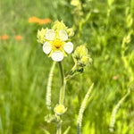 Load image into Gallery viewer, Prairie Cinquefoil (Drymocallis arguta)
