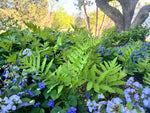 Load image into Gallery viewer, Sensitive Fern (Onoclea sensibilis)
