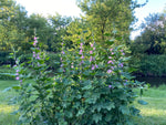 Load image into Gallery viewer, Kankakee Mallow (Iliamna remota)
