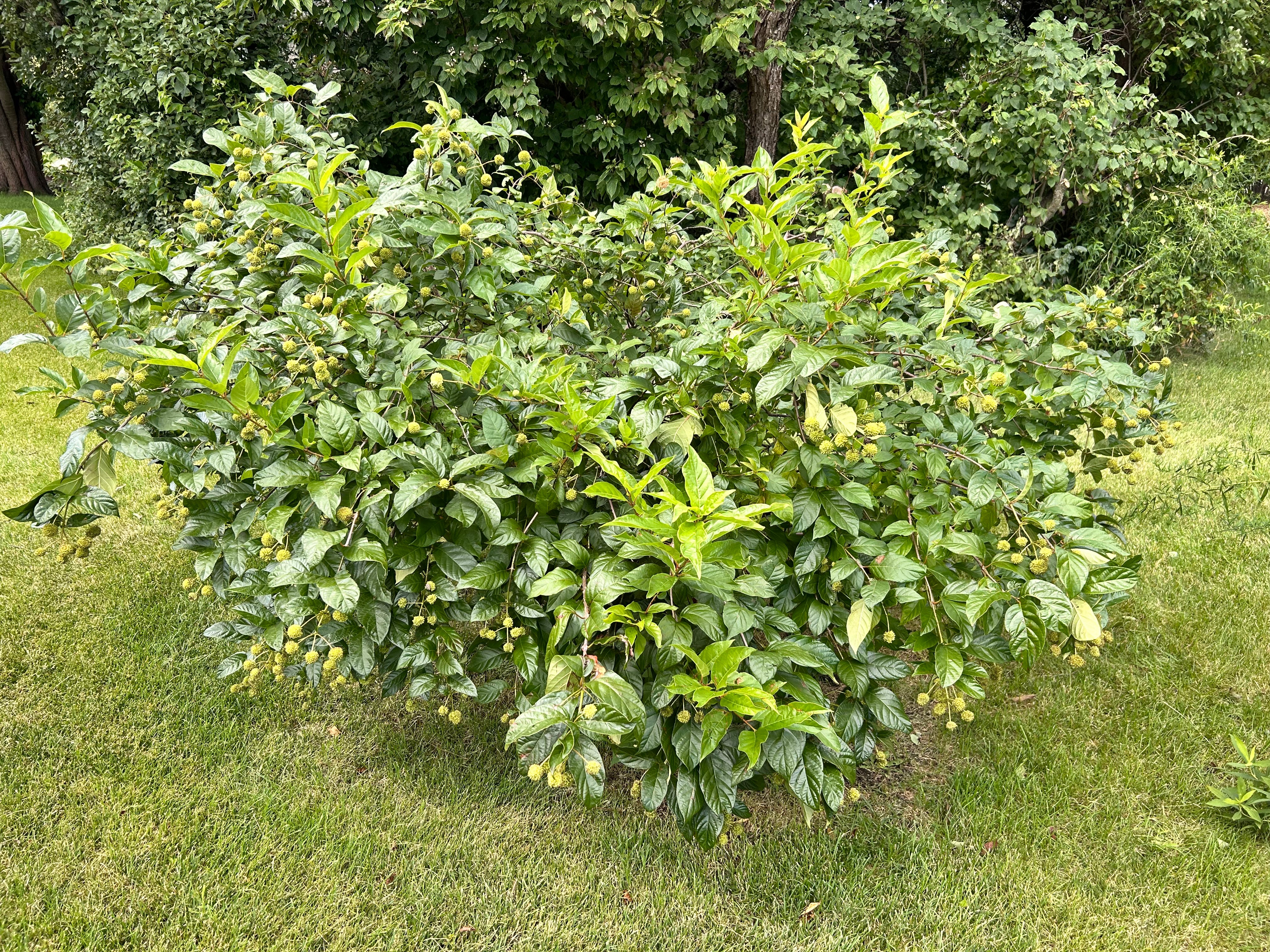 Buttonbush (Cephalanthus occidentalis)