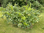 Load image into Gallery viewer, Buttonbush (Cephalanthus occidentalis)
