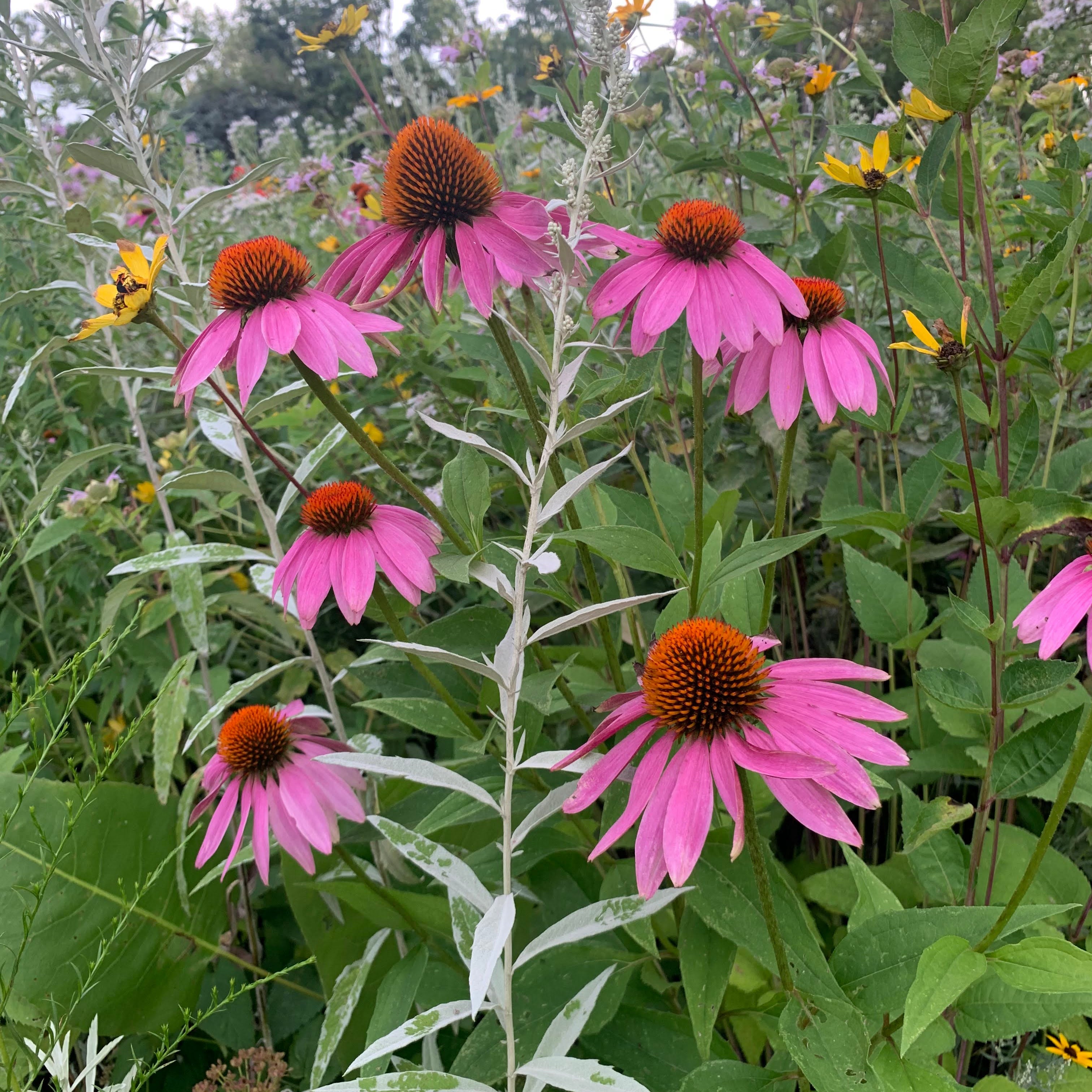 Purple Coneflower (Echinacea purpurea)