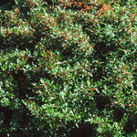 Load image into Gallery viewer, Winterberry (Ilex verticillata)
