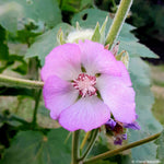 Load image into Gallery viewer, Kankakee Mallow (Iliamna remota)

