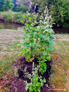 Kankakee Mallow (Iliamna remota)