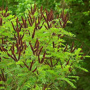 Indigo Bush (Amorpha fruticosa)
