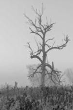 Load image into Gallery viewer, Jennifer Rasmussen "Haunting Silence" Photography, 8" x 12"
