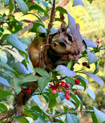Load image into Gallery viewer, Kelly Burgo "Cheeky" Photography, 8" x 10"
