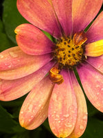 Load image into Gallery viewer, Kelly Burgo "Sprinkle of Beauty" Photography, 8" x 10"
